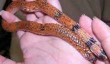 johnii female