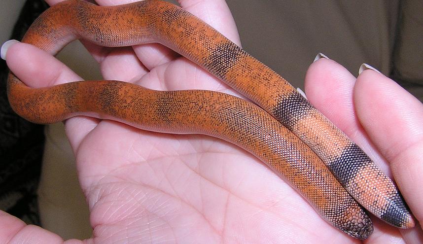 johnii female