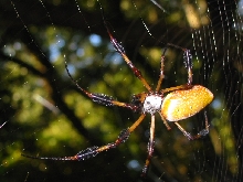 huge spider, ID uncertain