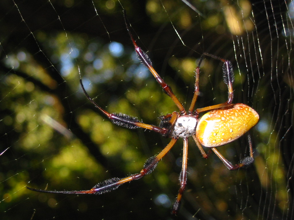huge spider, ID uncertain