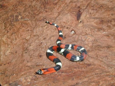 tri colored hognose