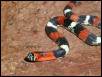 tri colored hognose