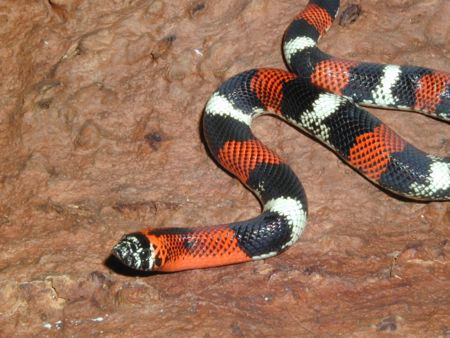 tri colored hognose