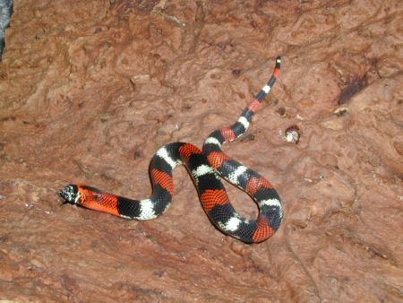 tri colored hognose