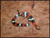 tri colored hognose