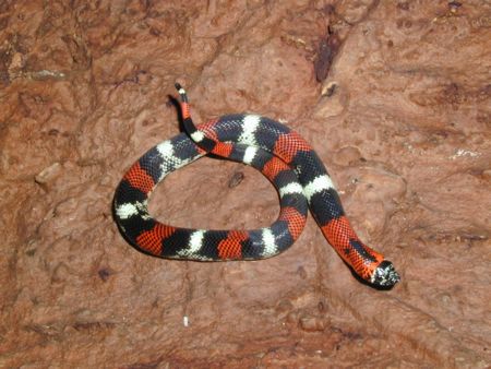 tri colored hognose