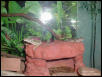 gecko6