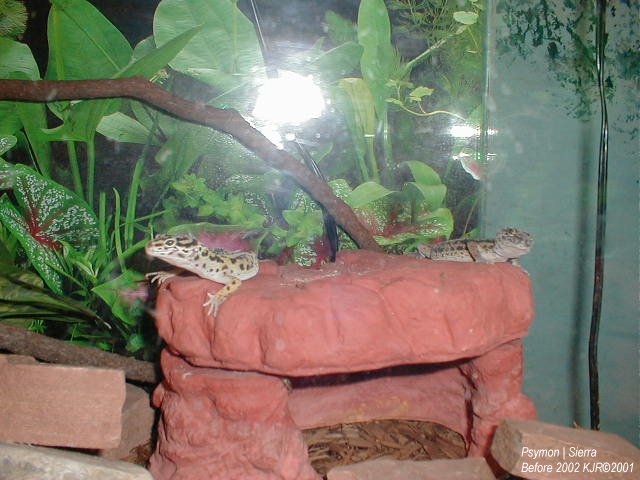gecko6