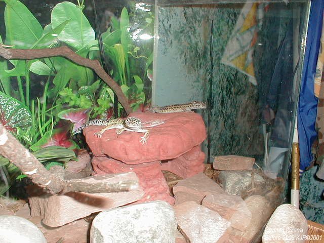 gecko 8