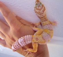 JB Albino