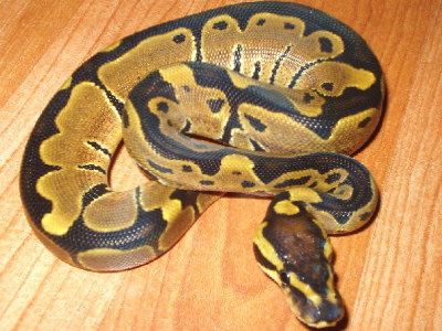 banded