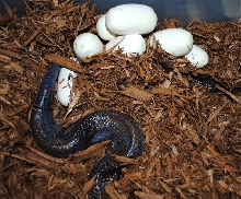 loxocemus bicolor eggs.