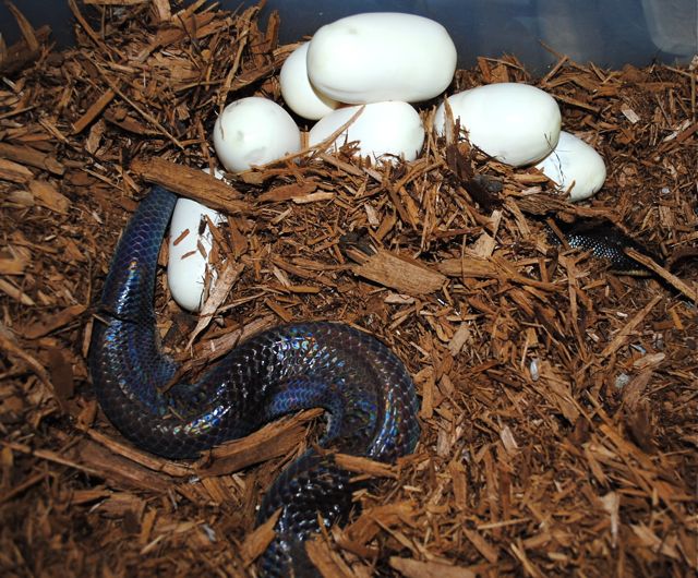 loxocemus bicolor eggs.