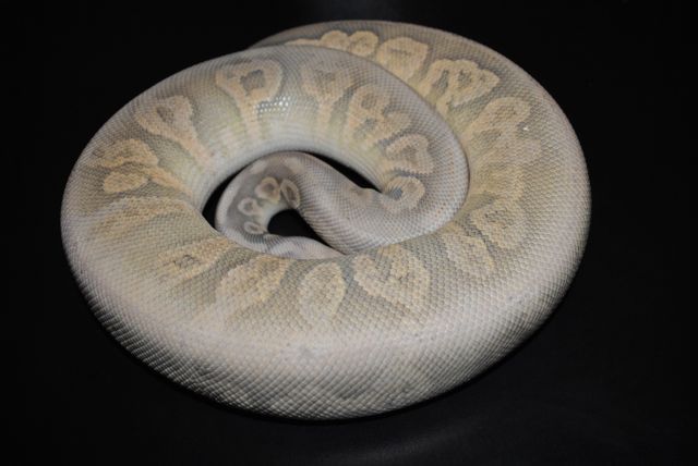 sterling ghost2