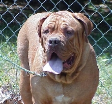 UKC GR CH DAKOTA DOSPILOS
