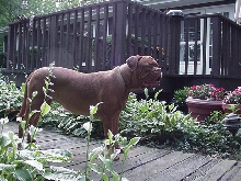 UKC CH Red Dog Ridge Jasmine