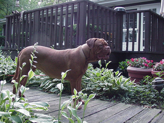 UKC CH Red Dog Ridge Jasmine