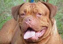 UKC GR CH RUFUS DE LA SOURCE DES TITANS