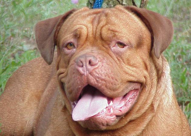 UKC GR CH RUFUS DE LA SOURCE DES TITANS