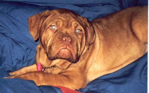 Red Dog Ridge Razzmatazz