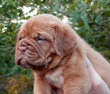 UKC CH RED DOG RIDGE ZAYNAH ROSE