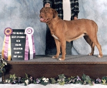 UKC GR CH RED DOG RIDGE ZEPHYR N THE SKY