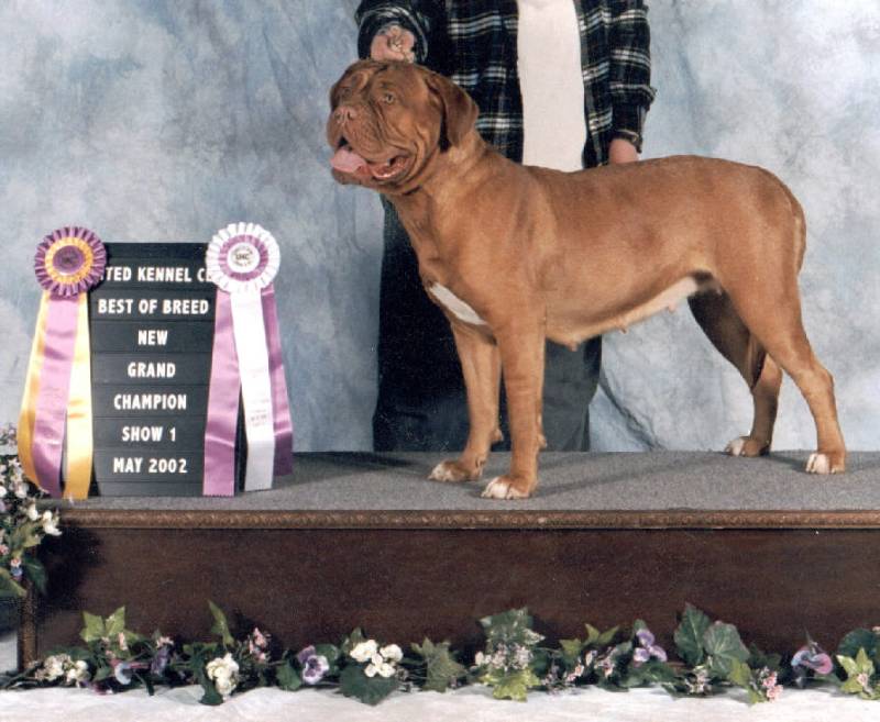 UKC GR CH RED DOG RIDGE ZEPHYR N THE SKY