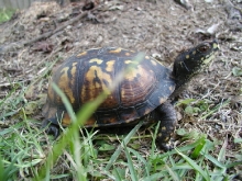 Ethel