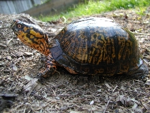 Fred