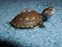 Hatchling 5 2003