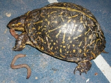 Florida Box Turtle