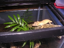 female crested