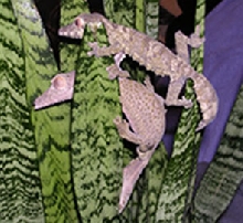Henkeli in the Trees