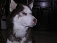 Maverick the Husky pup