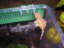 Orange tiger dalmation crested