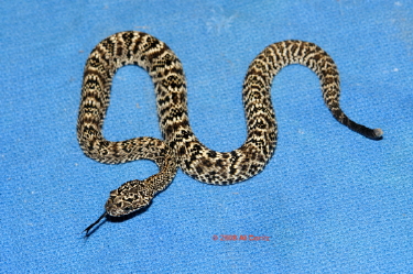 C. pifanorum