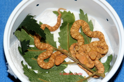 Porthidiumrozei1