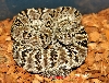 Pifanorum001