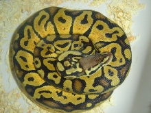 PASTEL