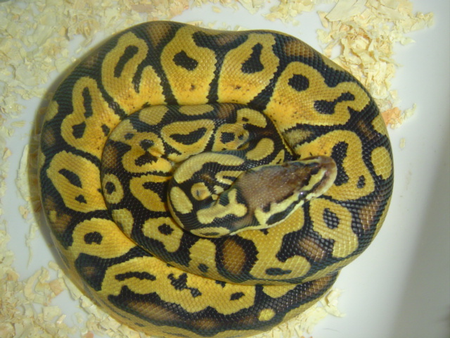 PASTEL