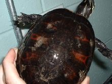 Red-Bellied Turtle(Pseudemys rubiventris)
