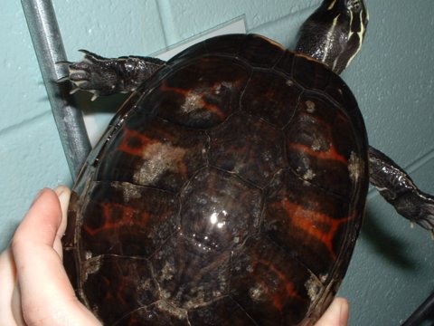 Red-Bellied Turtle(Pseudemys rubiventris)
