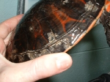 Red-Bellied Turtle(Pseudemys rubiventris)