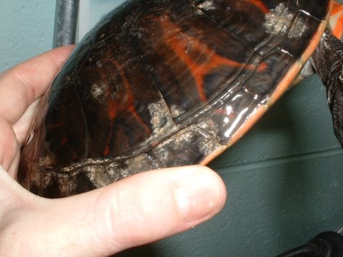 Red-Bellied Turtle(Pseudemys rubiventris)