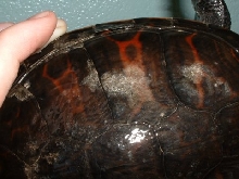 Red-Bellied Turtle(Pseudemys rubiventris)