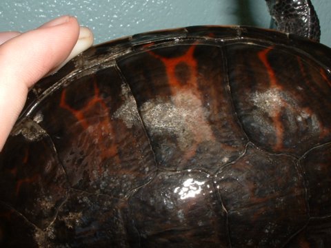 Red-Bellied Turtle(Pseudemys rubiventris)