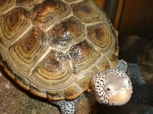 Diamondback Terrapin(Malaclemys terrapin)