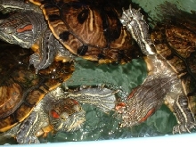 Red Eared Sliders(Trachemys scripta elegans)