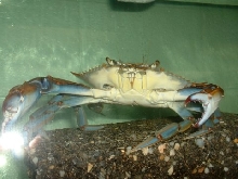 Blue Claw Crab(Callinectes sapidus)