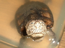 Common Snapping Turtle(Chelydra serpentina)